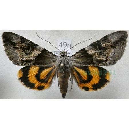 Catocala fulminea (Scopoli, 1763) Wstęgówka śliwica Poland49n